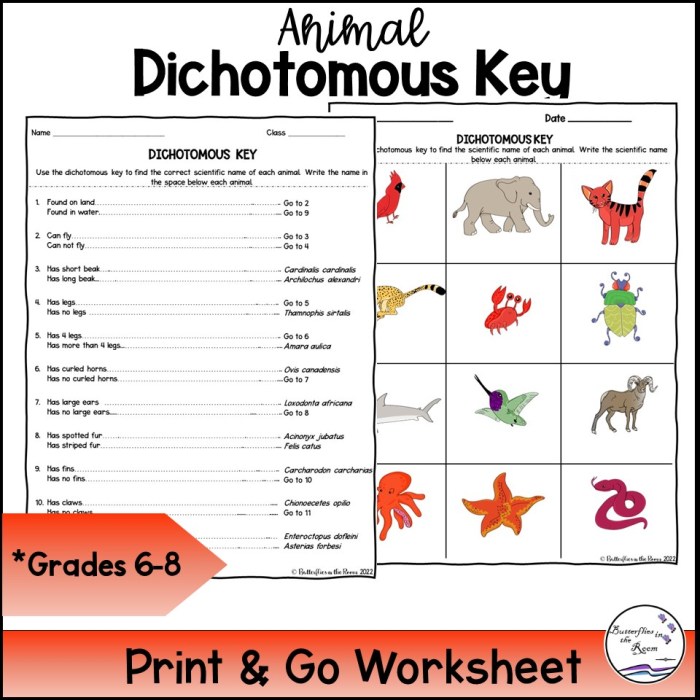 Gizmos dichotomous key answer key