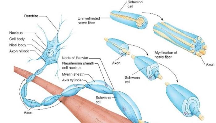 Art-labeling activity the myelin sheath in the pns and cns