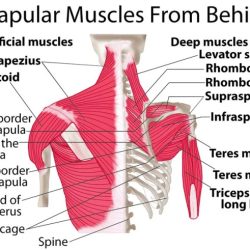 The highlighted muscle originates from which bone