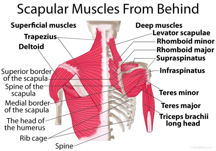 The highlighted muscle originates from which bone