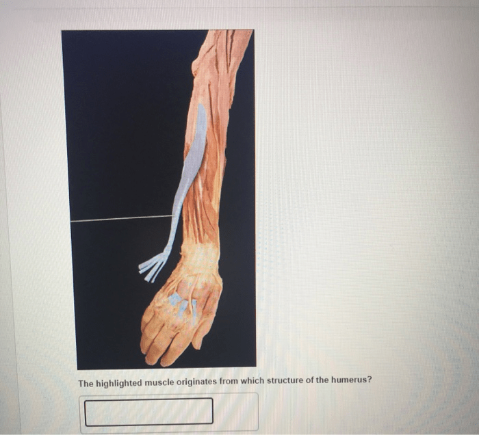 Lab muscles exam quiz proprofs questions dashboard