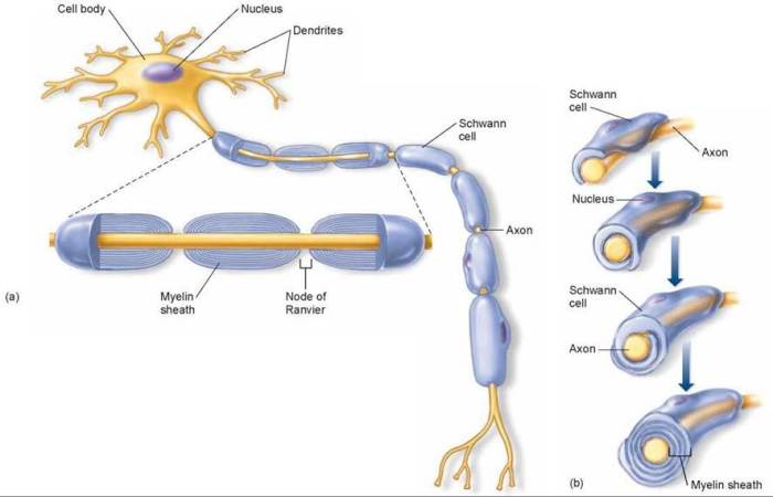 Art-labeling activity the myelin sheath in the pns and cns