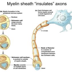 Myelin sheath nervous neurons anatomy nerves sheaths system central anatomyqa