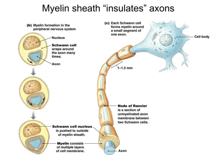 Myelin sheath nervous neurons anatomy nerves sheaths system central anatomyqa