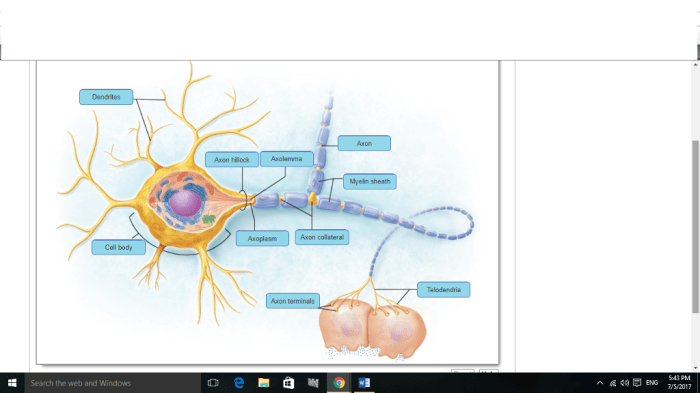 Neurons nucleus axon dendrites glial soma neuron nerve synapse axons sheath myelin oligodendrocytes bio103 biology